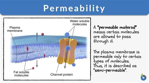 membrane permeability a level biology